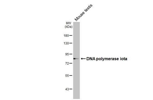 POLI Antibody in Western Blot (WB)