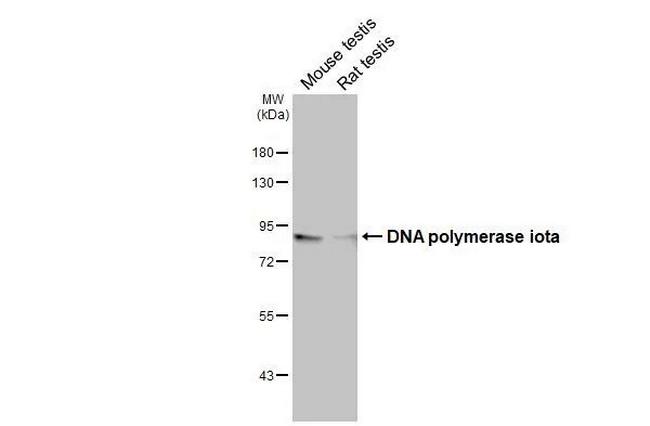 POLI Antibody in Western Blot (WB)