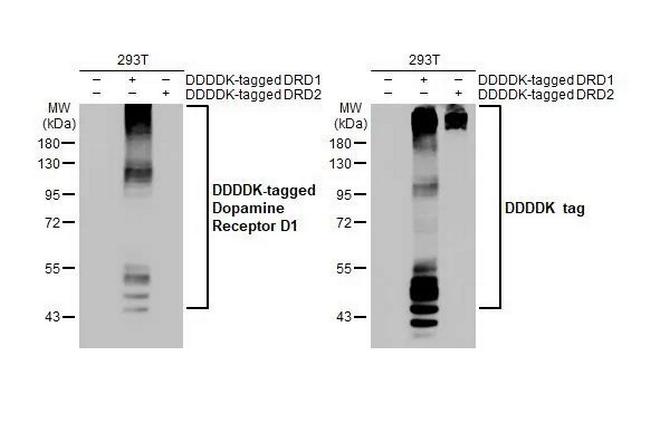 DRD1 Antibody in Western Blot (WB)