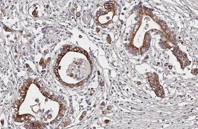 D4 Dopamine Receptor Antibody in Immunohistochemistry (Paraffin) (IHC (P))