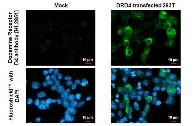 D4 Dopamine Receptor Antibody in Immunocytochemistry (ICC/IF)