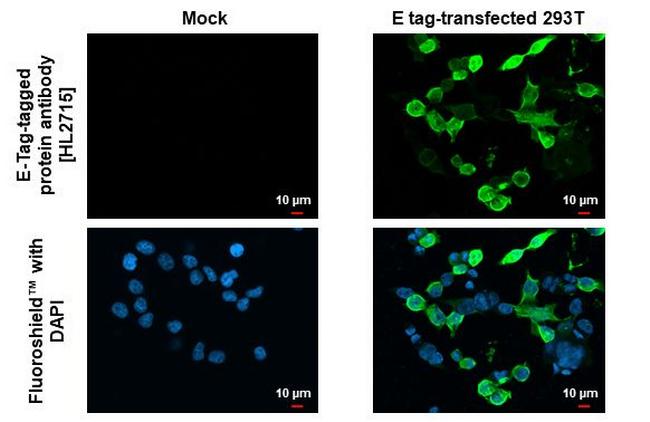 E Tag Antibody in Immunocytochemistry (ICC/IF)
