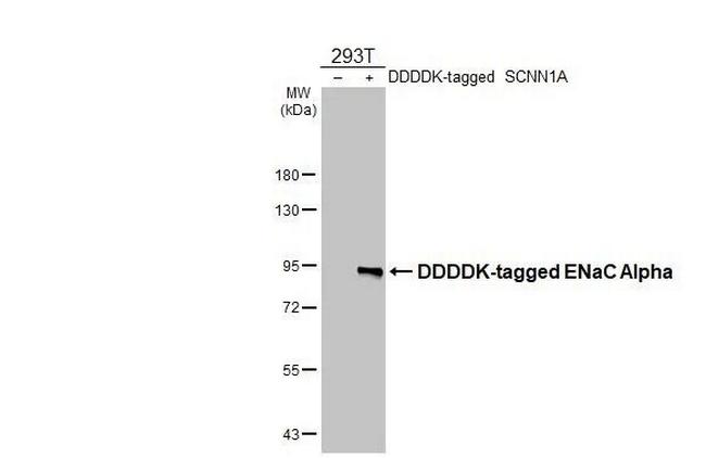 alpha-ENaC Antibody in Western Blot (WB)