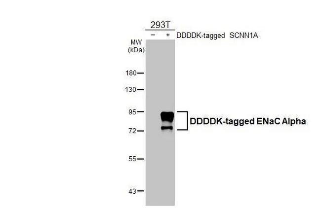 alpha-ENaC Antibody in Western Blot (WB)