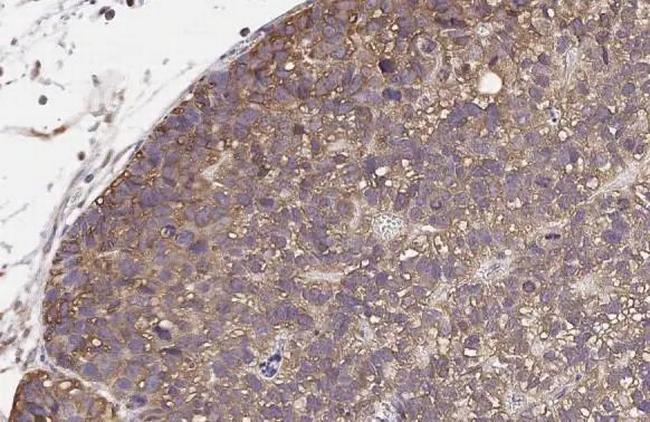 Endothelin B Receptor Antibody in Immunohistochemistry (Paraffin) (IHC (P))