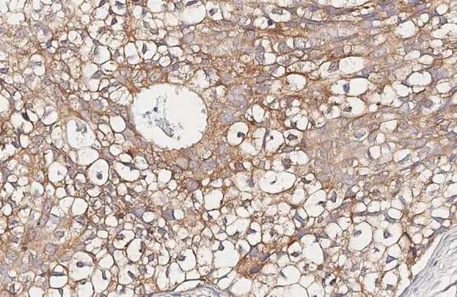 Endothelin B Receptor Antibody in Immunohistochemistry (Paraffin) (IHC (P))