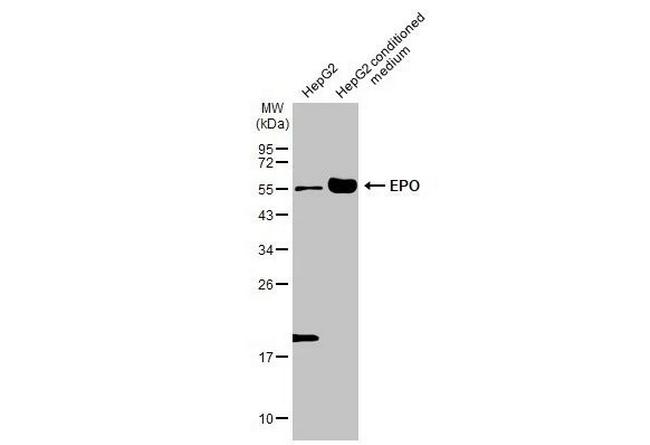 Epo Antibody in Western Blot (WB)