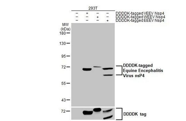 Venezuelan Equine Encephalitis Virus NSP4 Antibody in Western Blot (WB)
