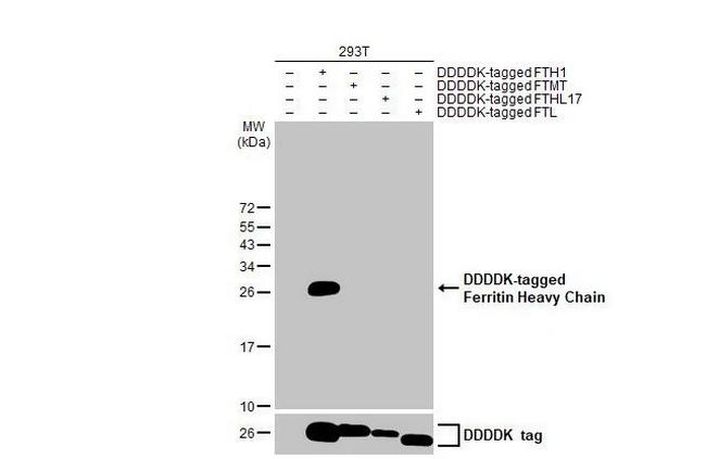 Ferritin Heavy Chain Antibody in Western Blot (WB)
