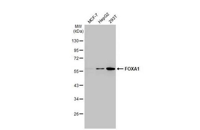 FOXA1 Antibody in Western Blot (WB)