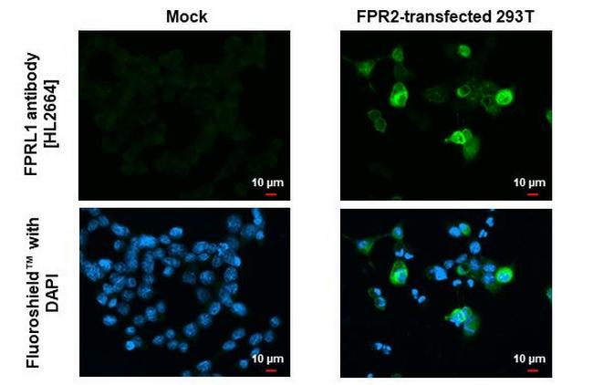 FPR2 Antibody in Immunocytochemistry (ICC/IF)