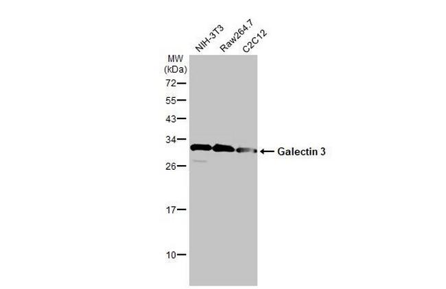 Galectin 3 Antibody in Western Blot (WB)