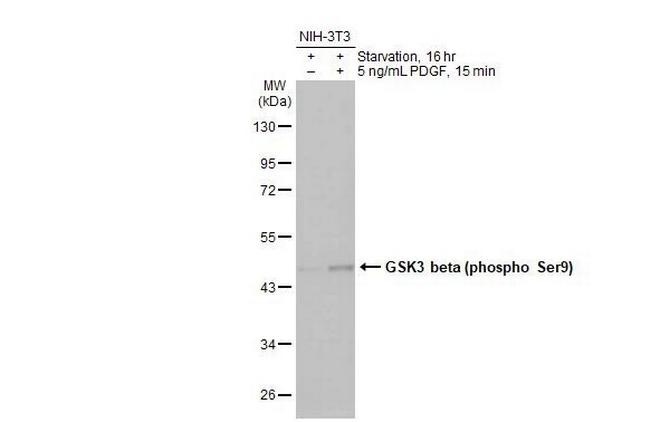Phospho-GSK3B (Ser9) Antibody in Western Blot (WB)