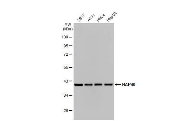 HAP40 Antibody in Western Blot (WB)