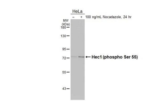 Phospho-HEC1 (Ser55) Antibody in Western Blot (WB)