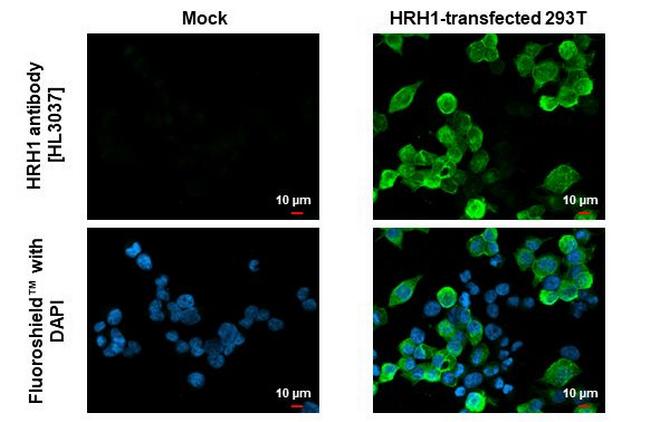 HRH1 Antibody in Immunocytochemistry (ICC/IF)