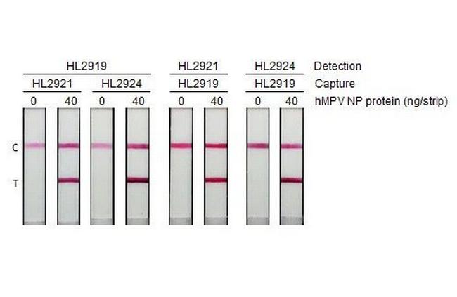 Metapneumovirus Nucleoprotein Antibody in Lateral Flow (LF)