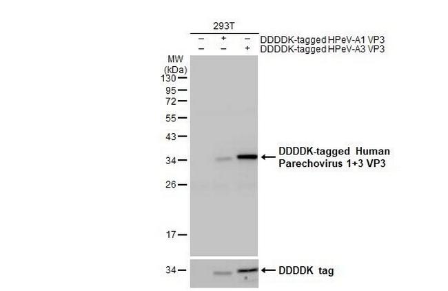 Human Parechovirus 1/3 VP3 (Strain: WA17c-06) Antibody in Western Blot (WB)
