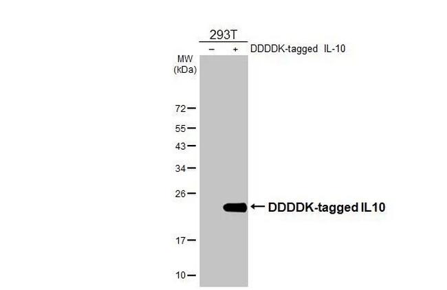 IL-10 Antibody in Western Blot (WB)