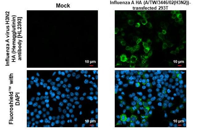 Influenza A H3N2 HA (A/TW/3446/02) Antibody in Immunocytochemistry (ICC/IF)