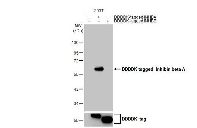 Activin A Antibody in Western Blot (WB)