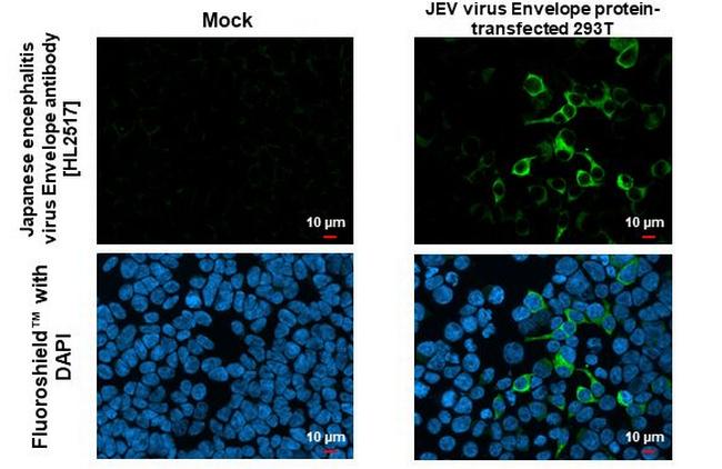 Japanese encephalitis virus Envelope (strain: Jaoars982) Antibody in Immunocytochemistry (ICC/IF)