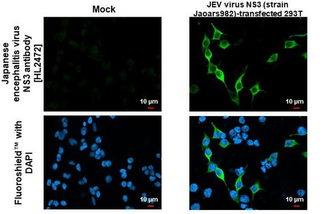 Japanese Encephalitis Virus NS3 (strain Jaoars982) Antibody in Immunocytochemistry (ICC/IF)
