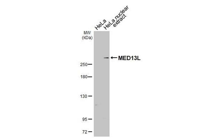 MED13L Antibody in Western Blot (WB)