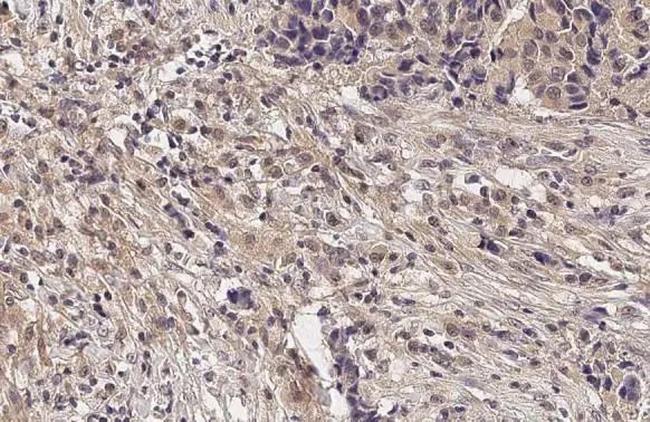 mGluR5 Antibody in Immunohistochemistry (Paraffin) (IHC (P))