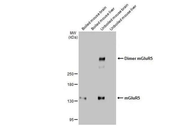 mGluR5 Antibody in Western Blot (WB)