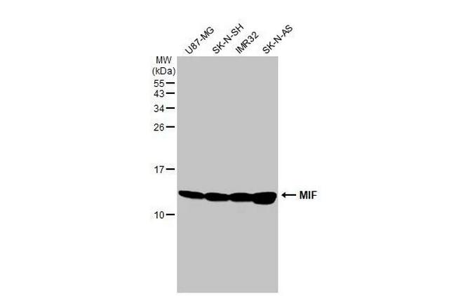 MIF Antibody in Western Blot (WB)