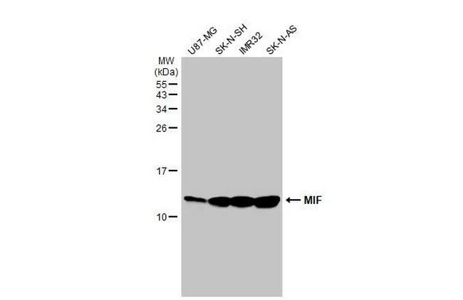 MIF Antibody in Western Blot (WB)