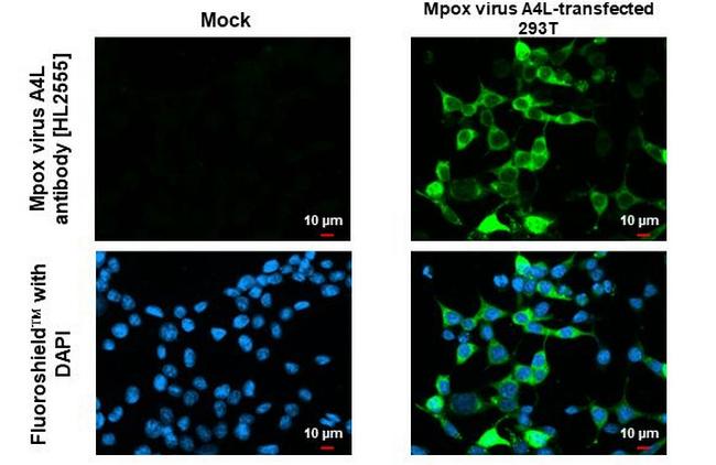 Monkeypox Virus A4L (MPXV/USA/2022/MA001) Antibody in Immunocytochemistry (ICC/IF)