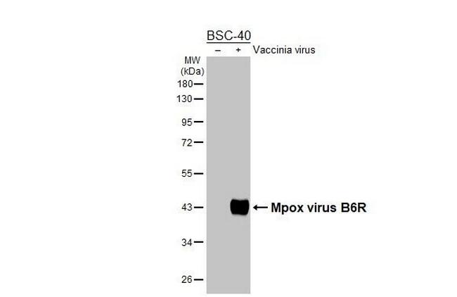 Monkeypox Virus B6R (strain Zaire-96-I-16) Antibody in Western Blot (WB)