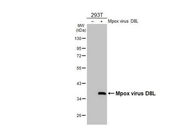 Monkeypox Virus D8L (MPXV/USA/2022/MA001) Antibody in Western Blot (WB)