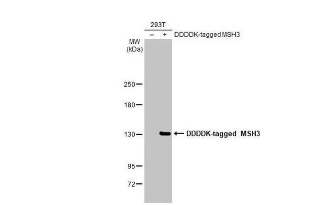MSH3 Antibody in Western Blot (WB)