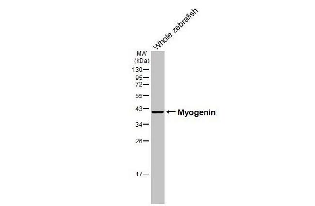 Myogenin Antibody in Western Blot (WB)