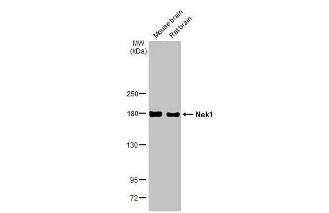 NEK1 Antibody in Western Blot (WB)
