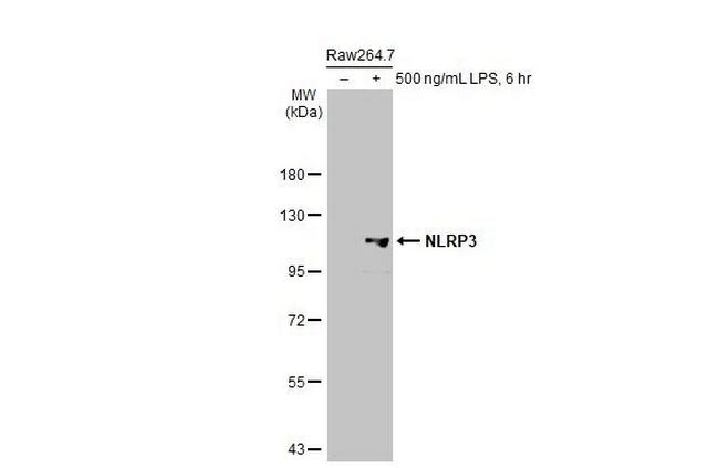 NLRP3 Antibody in Western Blot (WB)