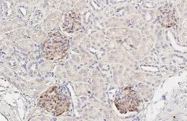 NPR3 Antibody in Immunohistochemistry (Paraffin) (IHC (P))