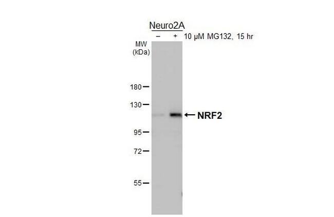 Nrf2 Antibody in Western Blot (WB)