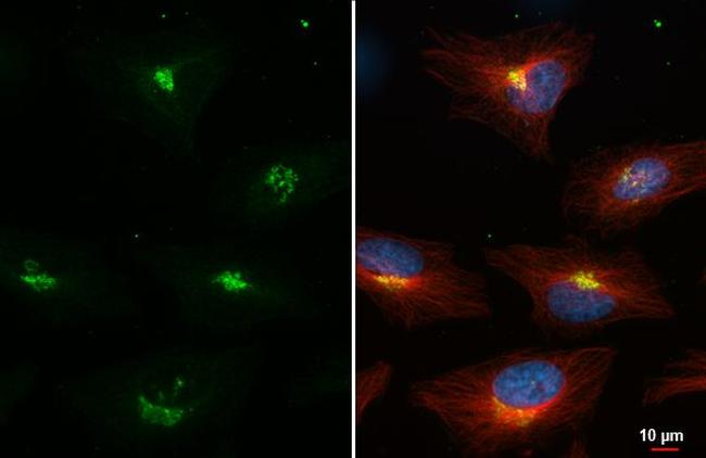 Nucleobindin 1 Antibody in Immunocytochemistry (ICC/IF)