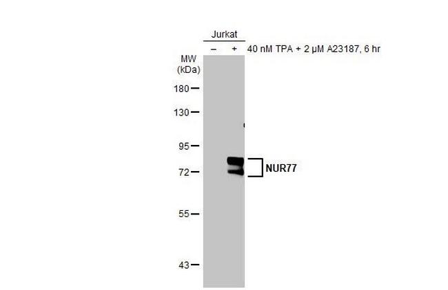 Nur77 Antibody in Western Blot (WB)
