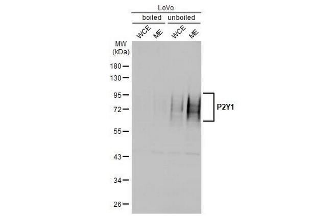 P2Y1 Antibody in Western Blot (WB)