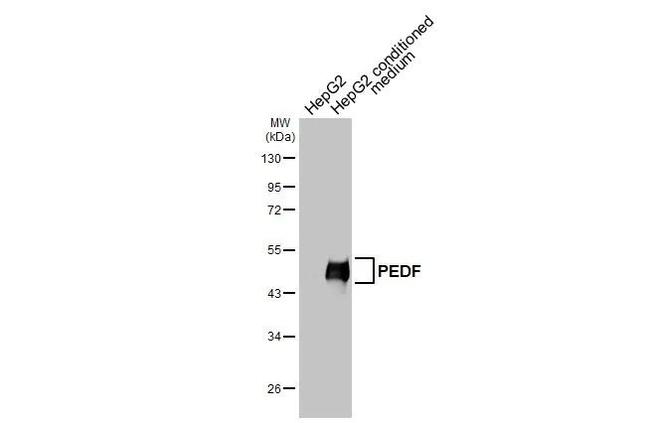 PEDF Antibody in Western Blot (WB)