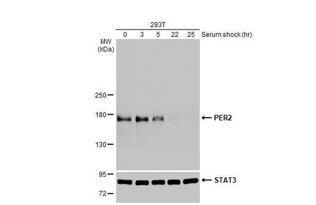PER2 Antibody in Western Blot (WB)