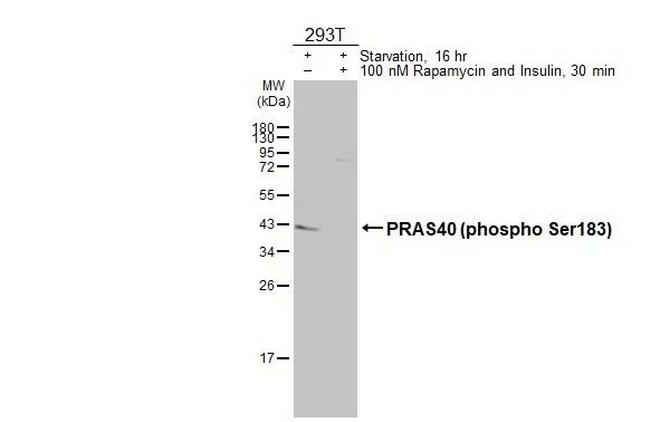 Phospho-PRAS40 (Ser183) Antibody in Western Blot (WB)