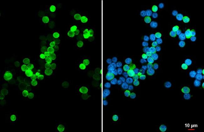 PRG2 Antibody in Immunocytochemistry (ICC/IF)