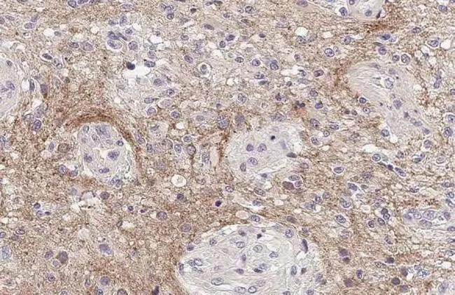 Prodynorphin Antibody in Immunohistochemistry (Paraffin) (IHC (P))