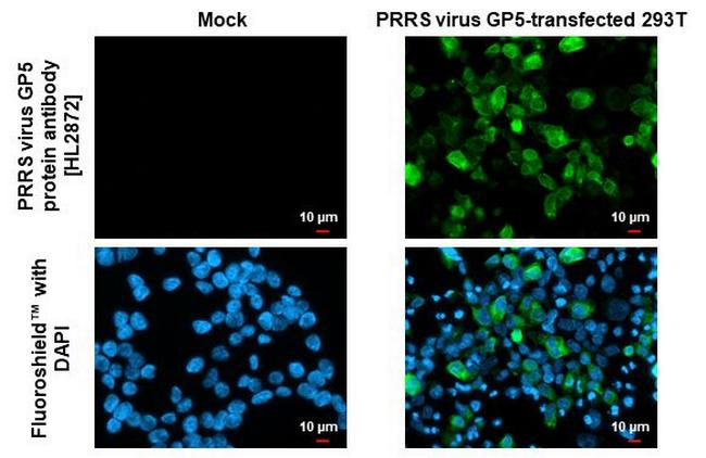 PRRS Virus GP5 Protein (Strain: VR-2332) Antibody in Immunocytochemistry (ICC/IF)